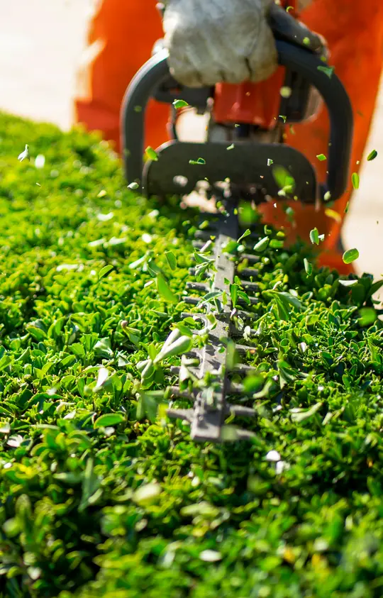 hedge and shrub trimming Photo of hedge trimming northern Michigan