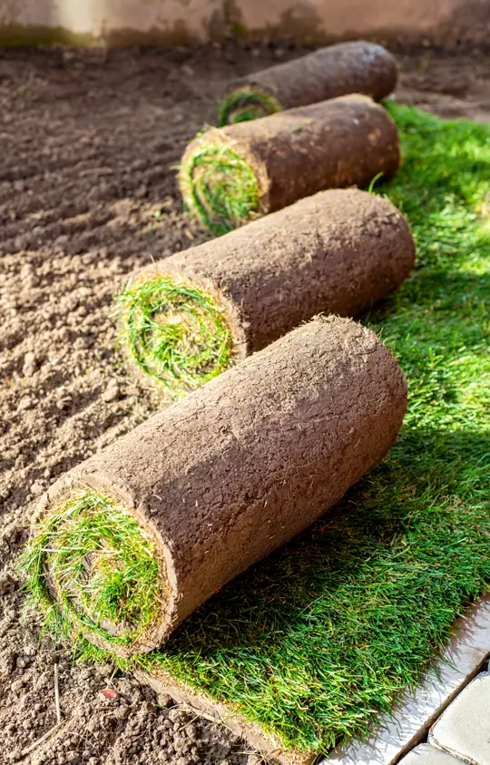 sod installation Photo of sod installation in northern Michigan